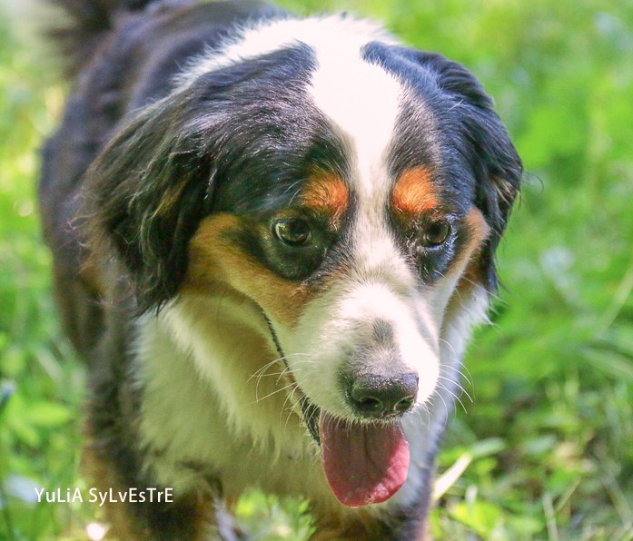 HAPRIL, JEUNE CROISEE BOUVIER BERNOIS x BORDER COLLIE, 4 ans - Page 4 Img_2514