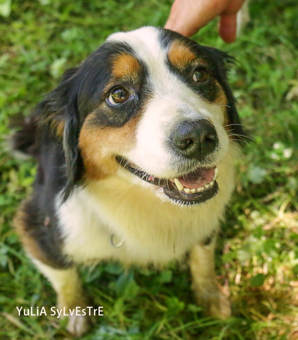 HAPRIL, JEUNE CROISEE BOUVIER BERNOIS x BORDER COLLIE, 4 ans - Page 4 Img_2612