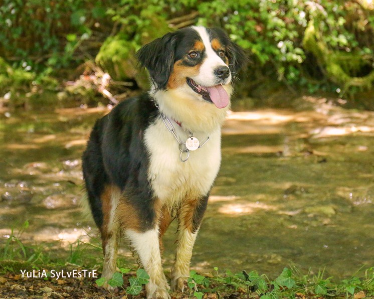 HAPRIL, JEUNE CROISEE BOUVIER BERNOIS x BORDER COLLIE, 4 ans - Page 4 Img_2713