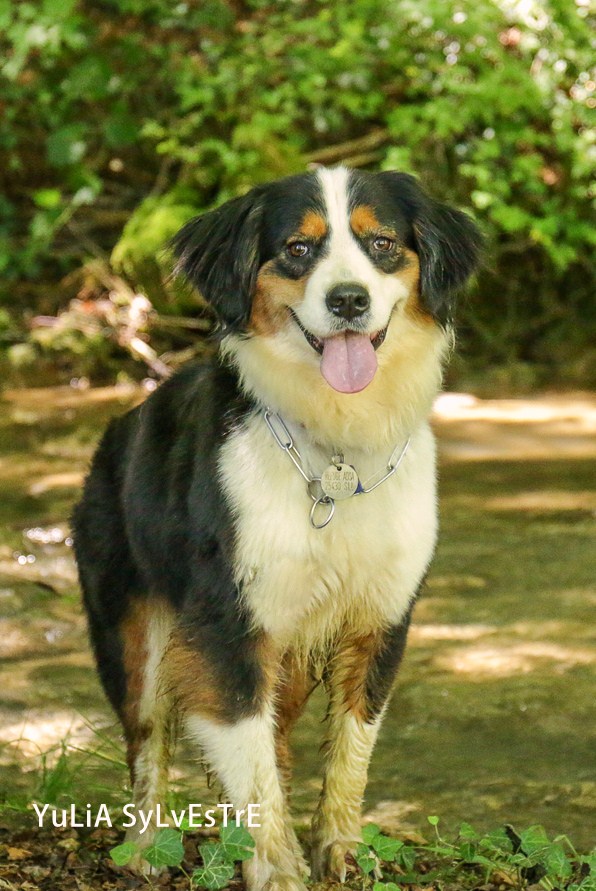 HAPRIL, JEUNE CROISEE BOUVIER BERNOIS x BORDER COLLIE, 4 ans - Page 4 Img_2714