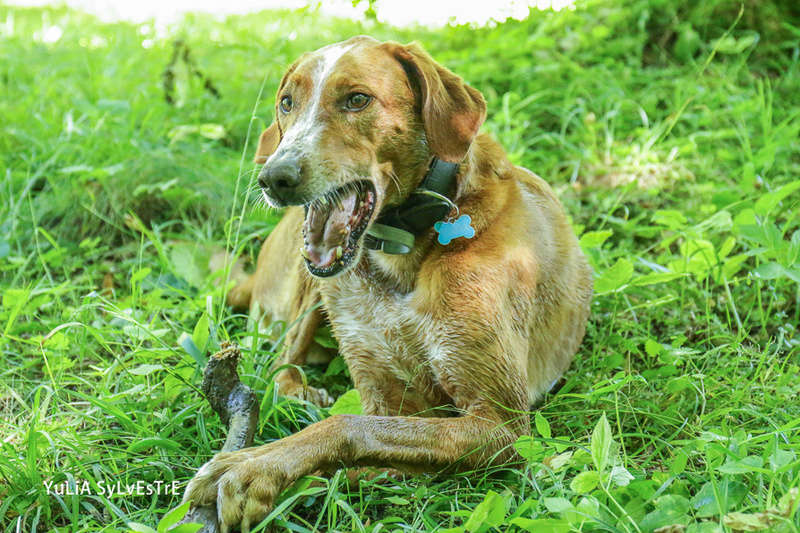 Tiger - podenco de 2ans - Page 39 Img_2716