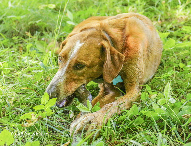 Tiger - podenco de 2ans - Page 39 Img_2717