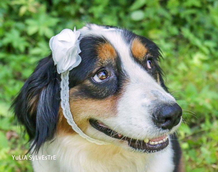 HAPRIL, JEUNE CROISEE BOUVIER BERNOIS x BORDER COLLIE, 4 ans - Page 4 Img_2811