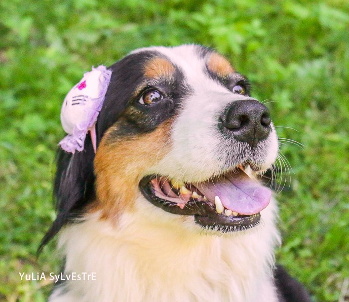 HAPRIL, JEUNE CROISEE BOUVIER BERNOIS x BORDER COLLIE, 4 ans - Page 4 Img_2814