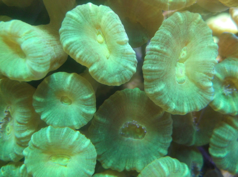 Coral Frag Tank Overflow Dscf1411