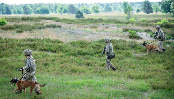 Animaux soldats - Page 6 5189