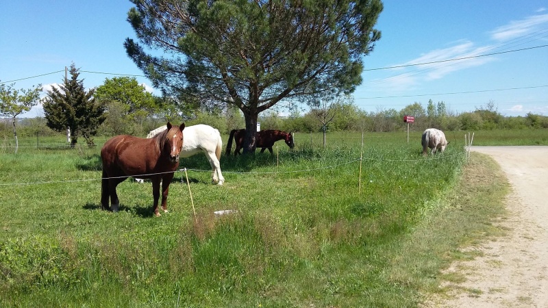 NUTS - ONC Poney née en 2001 - adoptée en mars 2015 par Séverine82 05_20110