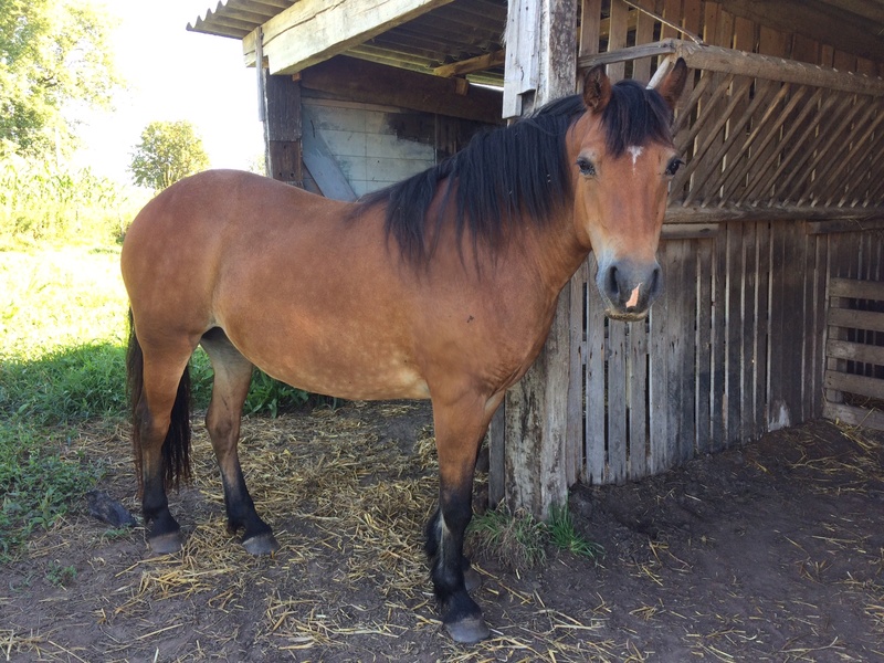 KOQUETTE – ONC Poney née en 1998 – reste chez sa propriétaire - 3.09.2017 1017