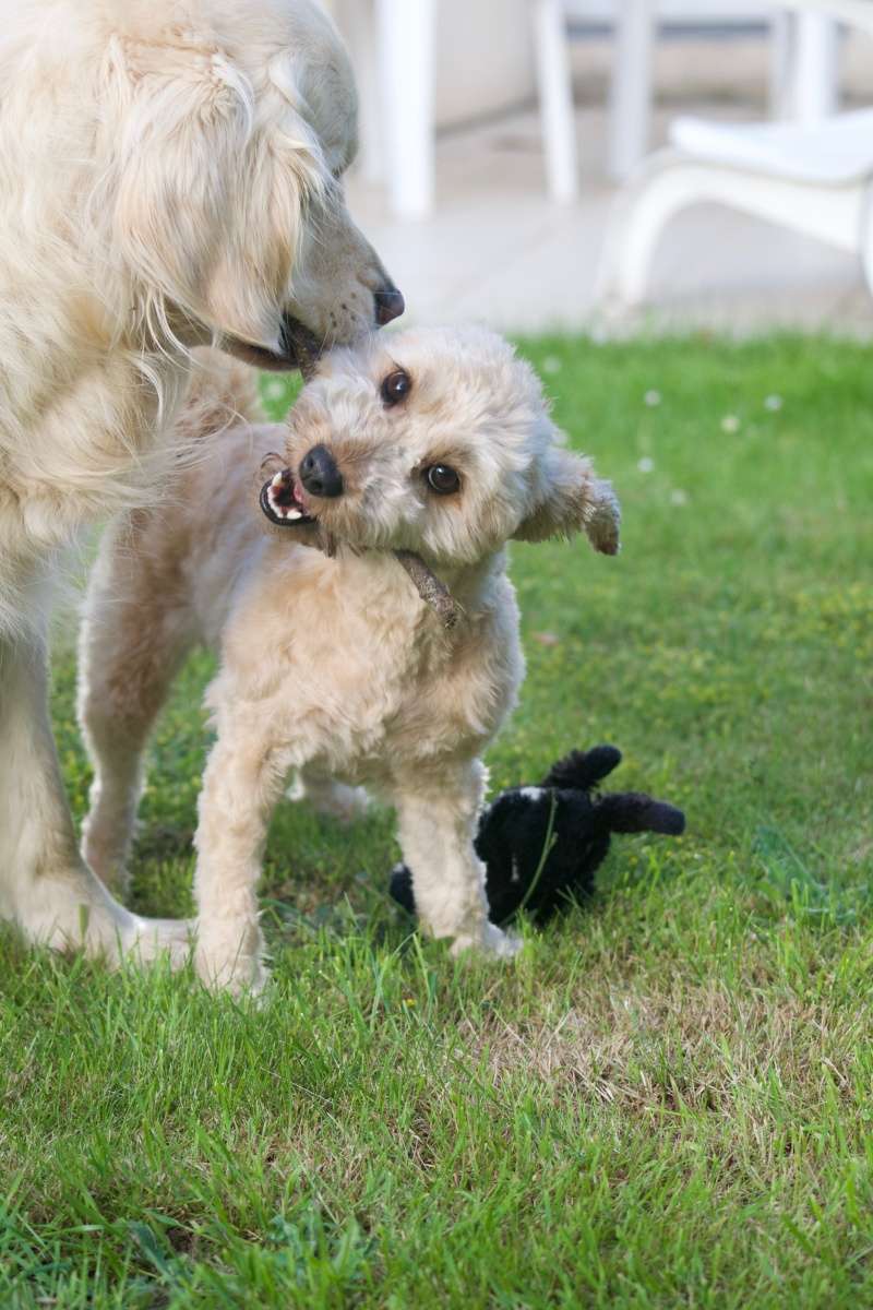 DAISY X CANICHE/YORK FEMELLE 8 ANS BDS EN FA 22 Dsc_0316