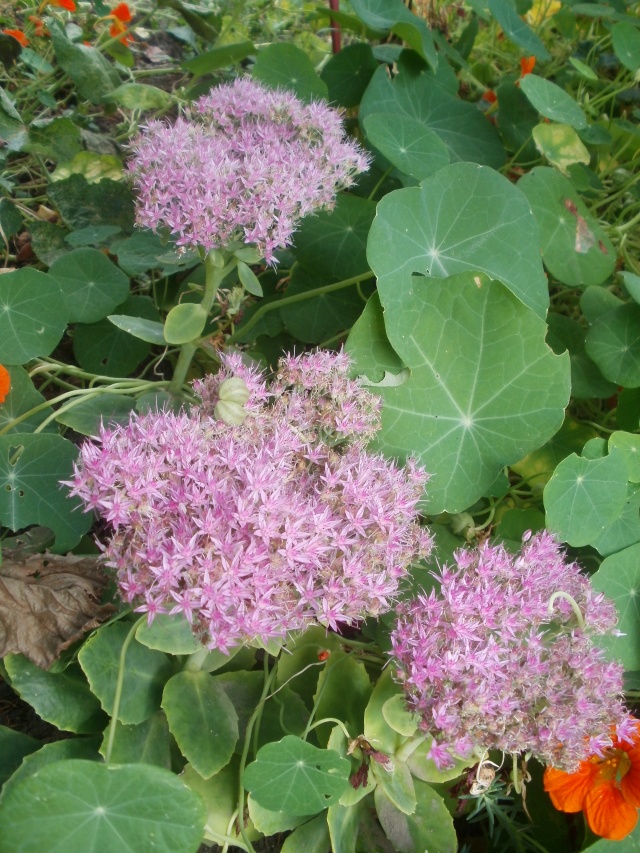 18 " sedum spectabile " P1010416