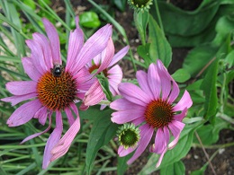 Echinacea, avec un peu de recul.... - Page 3 Img_0213