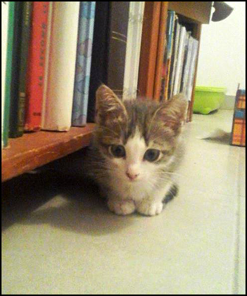 MELO chaton à l'adoption 13563710