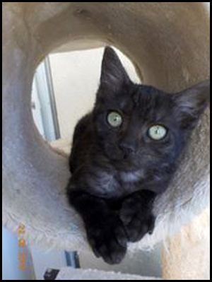 MAC chaton tigré noir à l'adoption 14067411