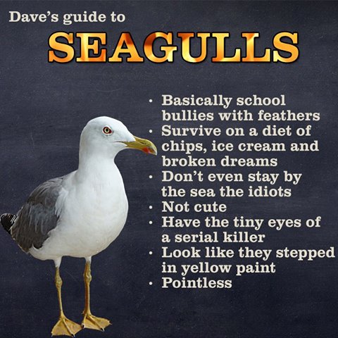 Guide to seagulls. 11737910