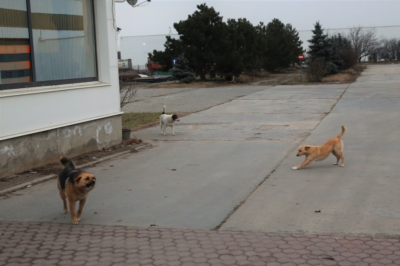Les trois chiennes de la fabrique Hx9a2714