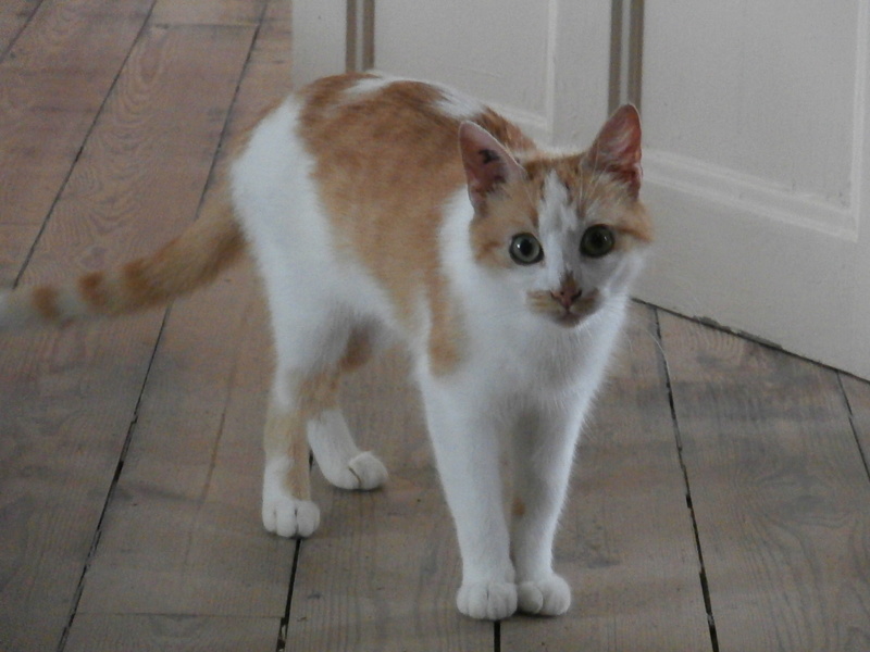 GOLDY, femelle de type européen rousse et blanche, née en 2011 P7120010