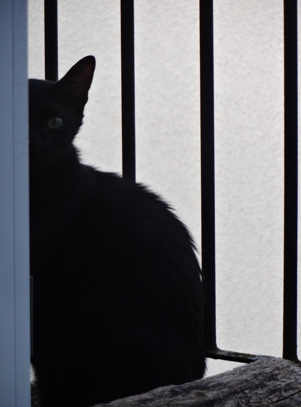 (23) Looping - chat mâle noir de 6 mois - adopté par Justine ! Dsc06311
