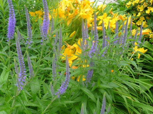 le jardin de frimousse.. - Page 12 P1140612