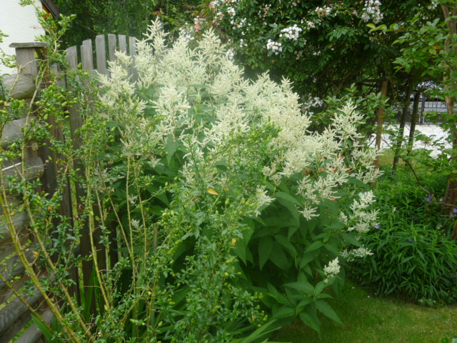 le jardin de frimousse.. - Page 13 P1140647