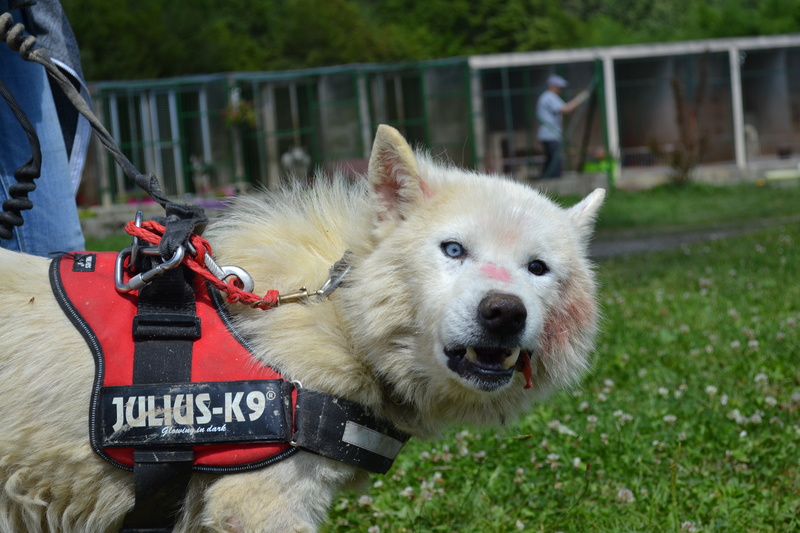 BEETHOVEN 13 ans Dsc_0611