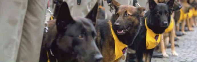 Les Animaux et les Armées-	  Auxiliaires de combat, portefaix, moyens de transport, compagnons de parade ou mascottes, les animaux continuent d’accompagner les troupes, malgré la motorisation engagée depuis un siècle. Chien_10