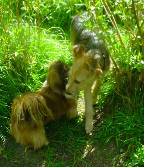 KIWI, x Fox/griffon ? noir/feu - chienne sauvée de la rue à La Réunion - en FA dpt 91 pr  asso SOS chiens France 13439010