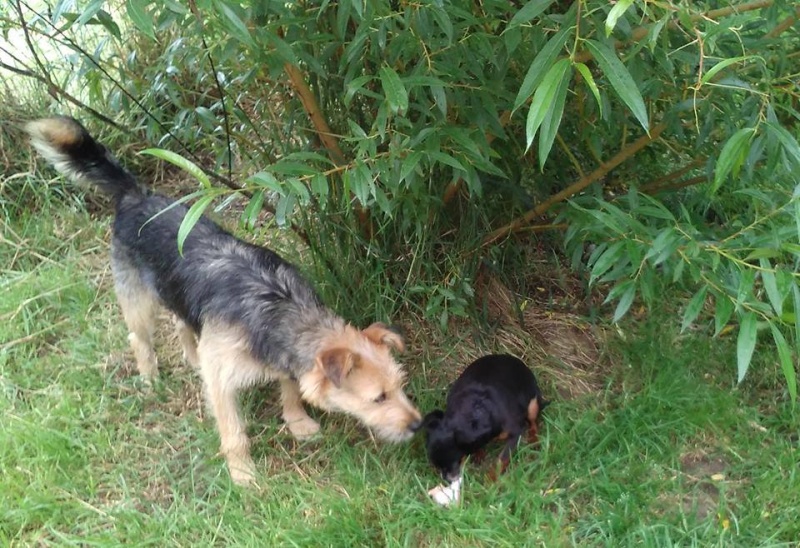 KIWI, x Fox/griffon ? noir/feu - chienne sauvée de la rue à La Réunion - en FA dpt 91 pr  asso SOS chiens France 13537510