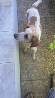 TIBOU x èpagneul/pinscher 1 an blanc/roux chien trouvé errant à La Réunion - asso Sos chiens de France  14182610