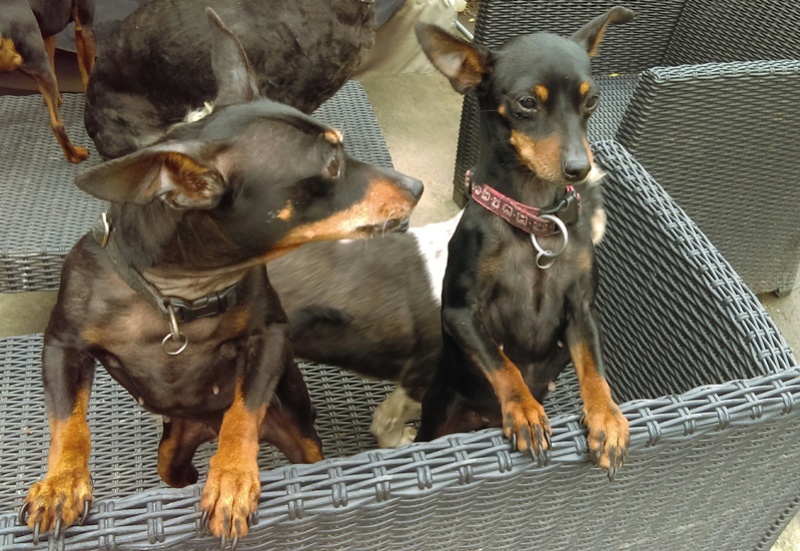 Adoption Nina femelle pinscher retraitée d'élevage de 9 ans (60) 82222210