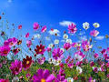 Salut les amis !!!! - Page 3 Fleurs10