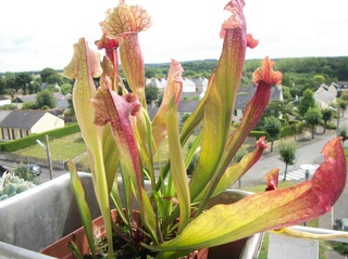 Sarracenia et autres. Copie_27