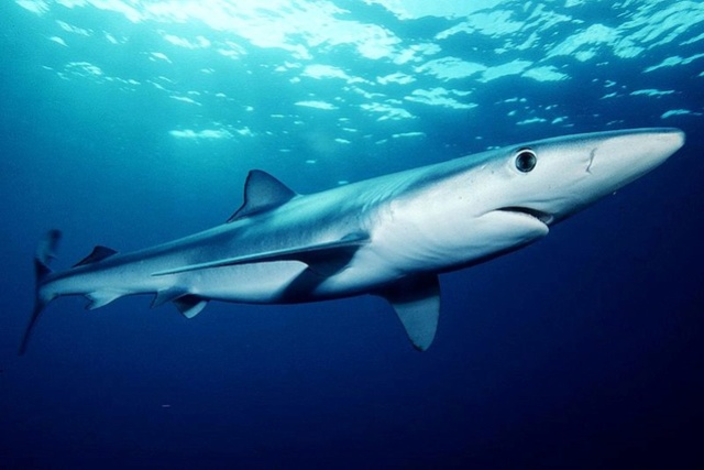  [Zoologie - Requins] Des scientifiques s'intéressent à la peau du requin (juin 2016) Cherch13