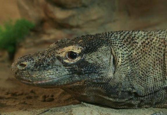  [Zoologie - Reptiles] Le plus vieux dragon de Komodo en captivité est mort Loka_l10