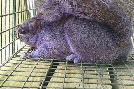 Un écureuil violet en Pennsylvanie Un_ycu10
