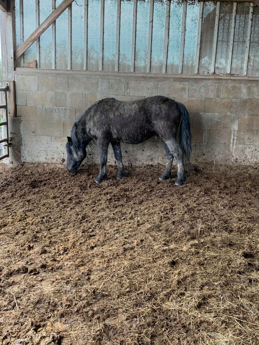KIERO - poney entier noir -  83131111