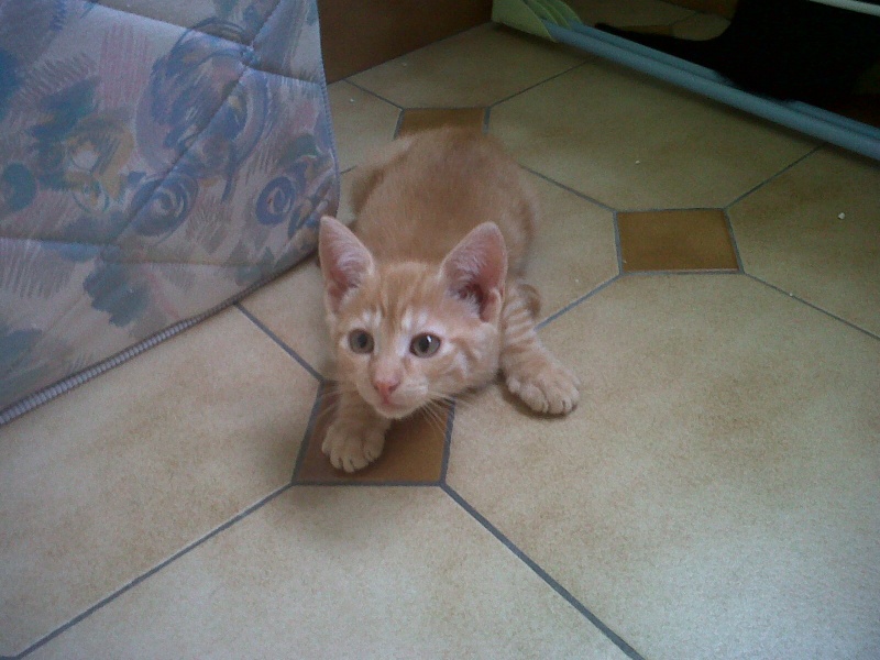 Kenshin (Moby), chaton roux né mi-juin 2012 Img00514