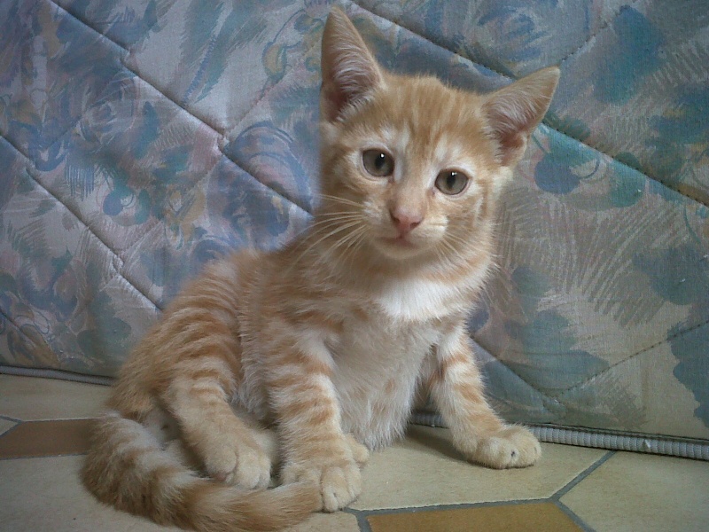 Kenshin (Moby), chaton roux né mi-juin 2012 Img00516