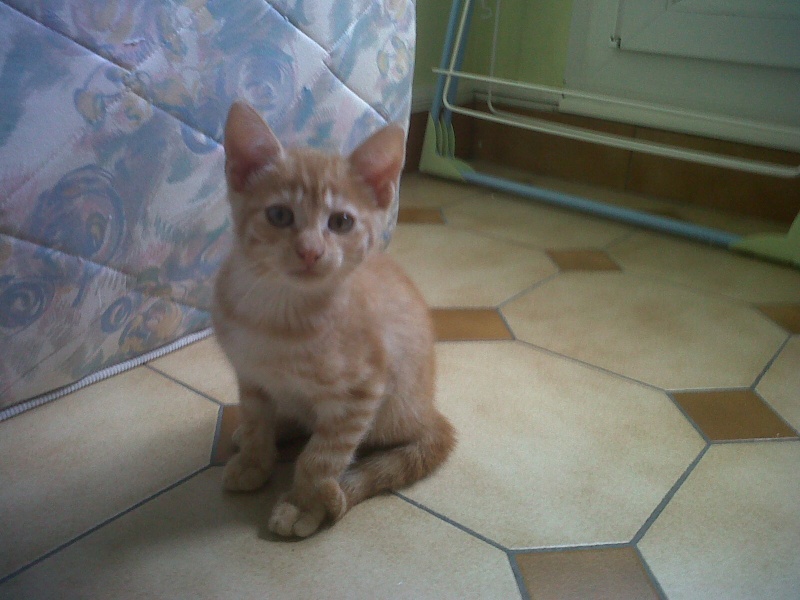 Kenshin (Moby), chaton roux né mi-juin 2012 Img00527