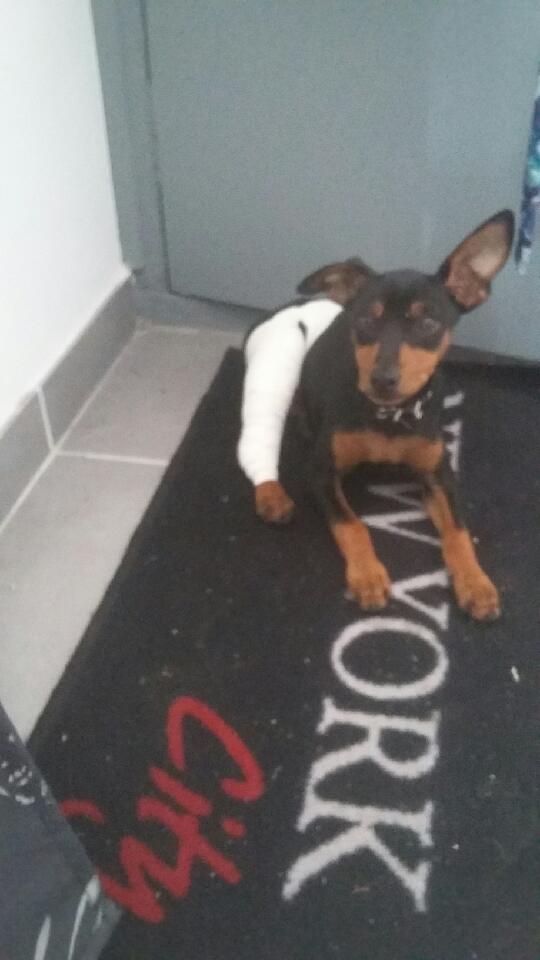 Pinscher nain Titus 6 mois à l'adoption région PACA Pinche10