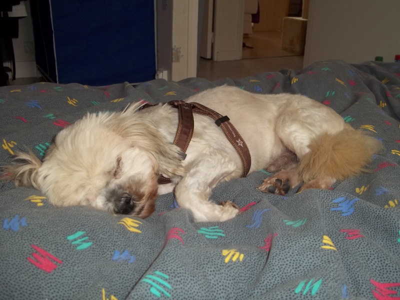 ROMEO LHASSA APSO MALE 11 ANS REFUGE FILEMON 80 AMIENS 100_3410