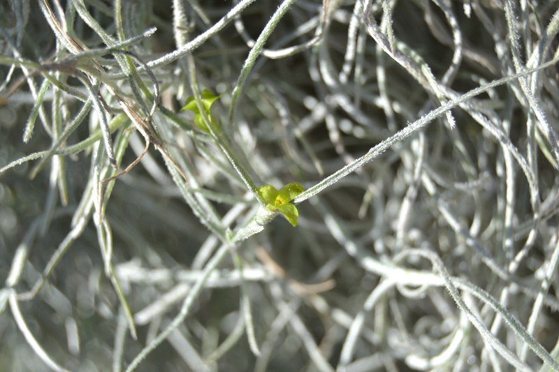 Tillandsia usneoides  Tillan10