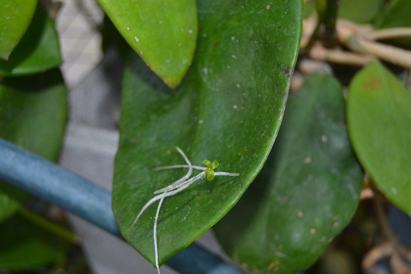 Tillandsia usneoides Tillan12