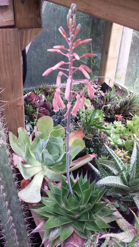cadeaux du jardin, juin juin - Page 2 Aloe_c10