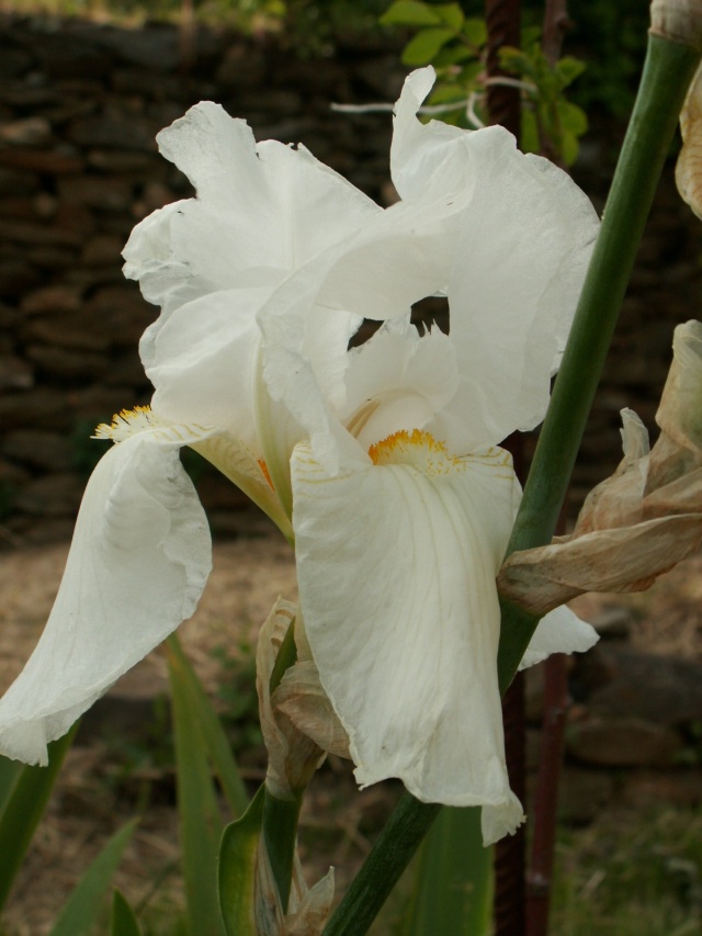 Iris 'New Snow' (10 Cugan) [identification] Pict6416