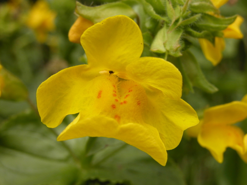 fleurs jaunes de Gamblen[Mimulus moschatus] Mimulu10