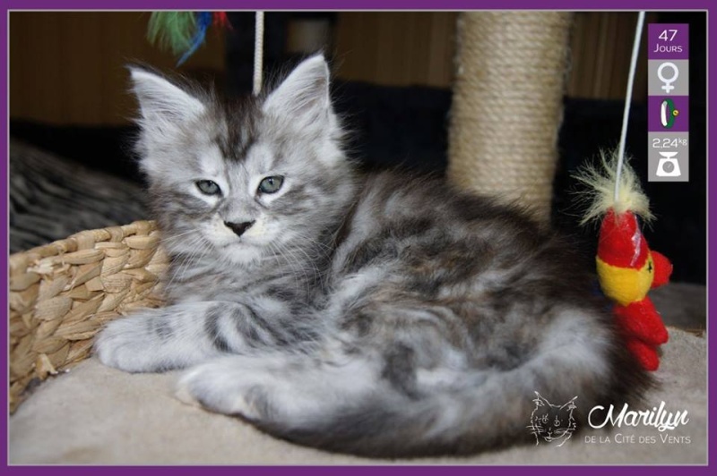 MAINE COON Maryli13