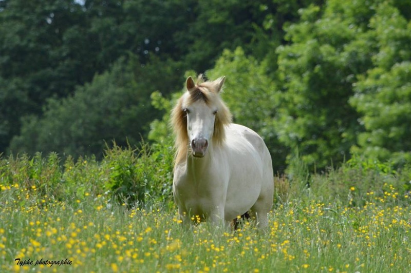 Les chevaux Dorélia  - Page 21 13325511