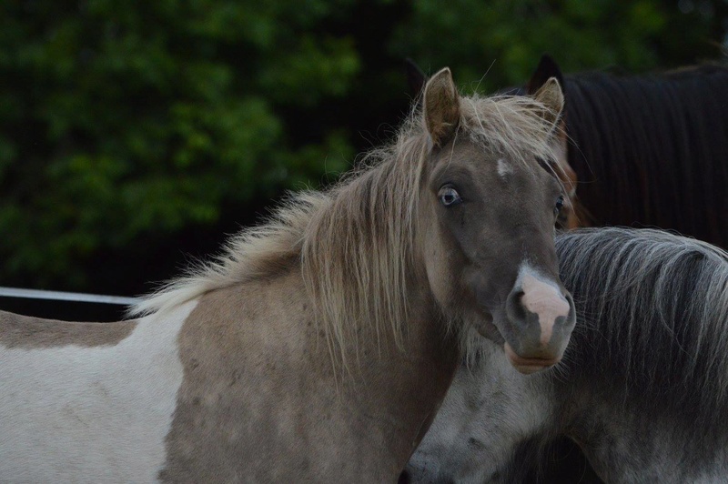 Les chevaux Dorélia  - Page 22 13668010