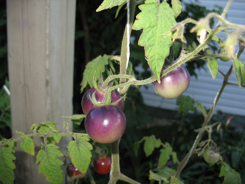 Tomates Blue pitts Img_0308