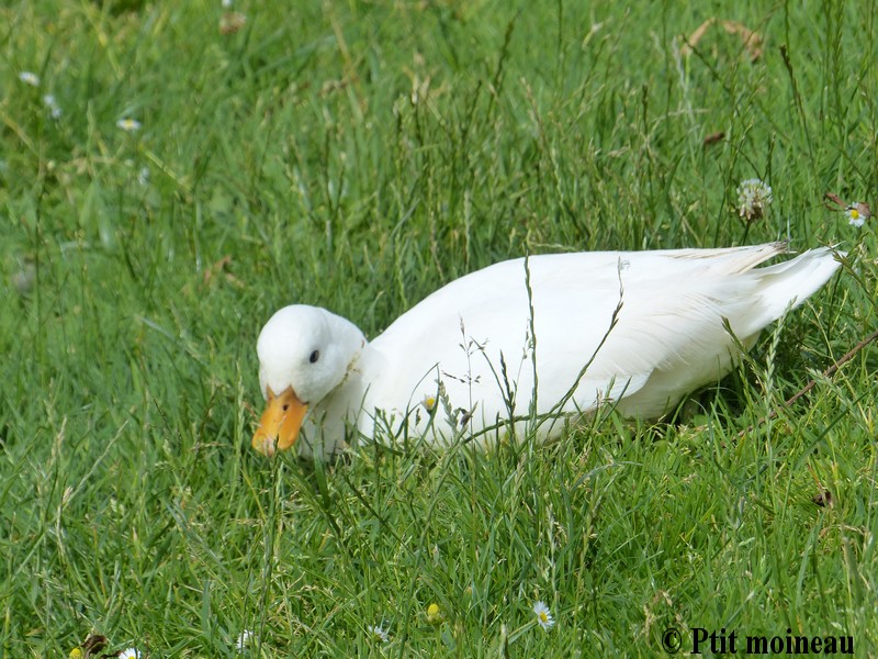 canard de pékin Copie_17